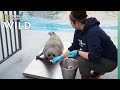 Weigh Day | Alaska Animal Rescue