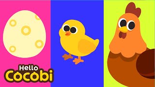 Chicks Growing Into Chickens Animal Song For Kids Hello Cocobi