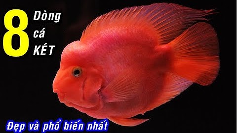 8 dòng cá KÉT đẹp và được nuôi phổ biến nhất!