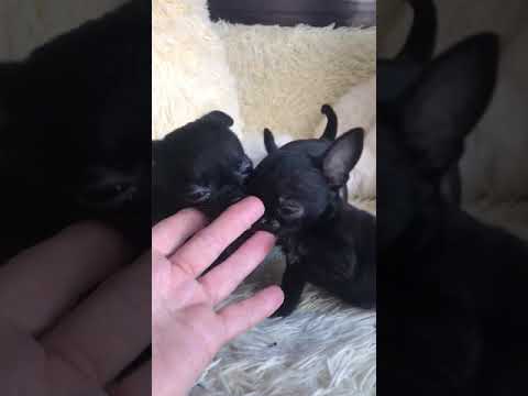 Муха, Блошка и Жучок #чихуахуа #chihuahua #puppy