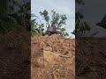 Heavy Duty Huina Excavator: Precision Digging on the High Ridge