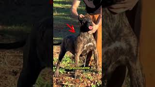 Así crece un Presa Canario 🐶 De cachorro a gigante en 24 meses