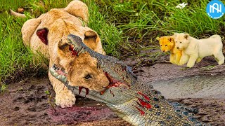 30 Tragic Moments! When Animals Messed With The Wrong Opponent - When Animals Go On A Rampage! #6