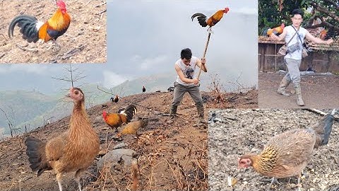 Đưa gà rừng đi làm cùng trống nó gáy cả ngày. Nqag qaib qus mus ua teb qua lom zeem kaws li nawb