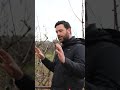 potare il #ciliegio : come farlo per avere piante perfette #mattthefarmer #potatura #ciliegie