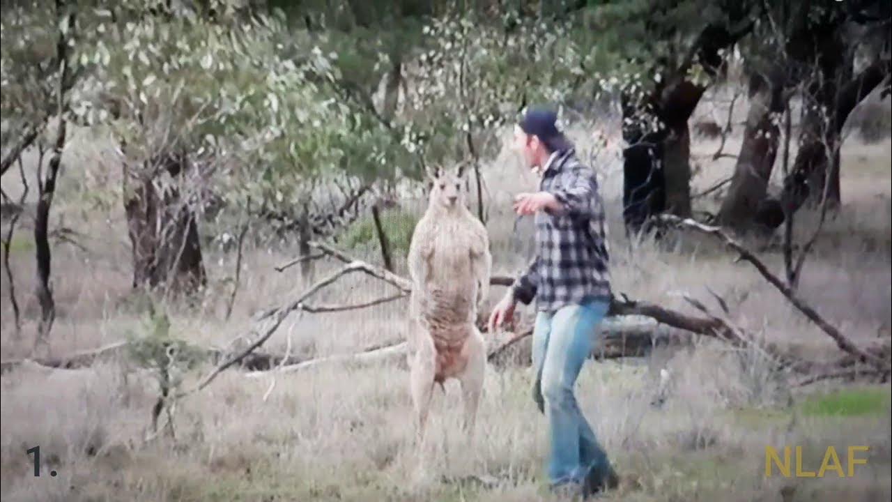 The Top 3 Best Kangaroo Fights!! *Men vs Kangaroo* YouTube
