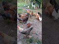 Gallinas Felices