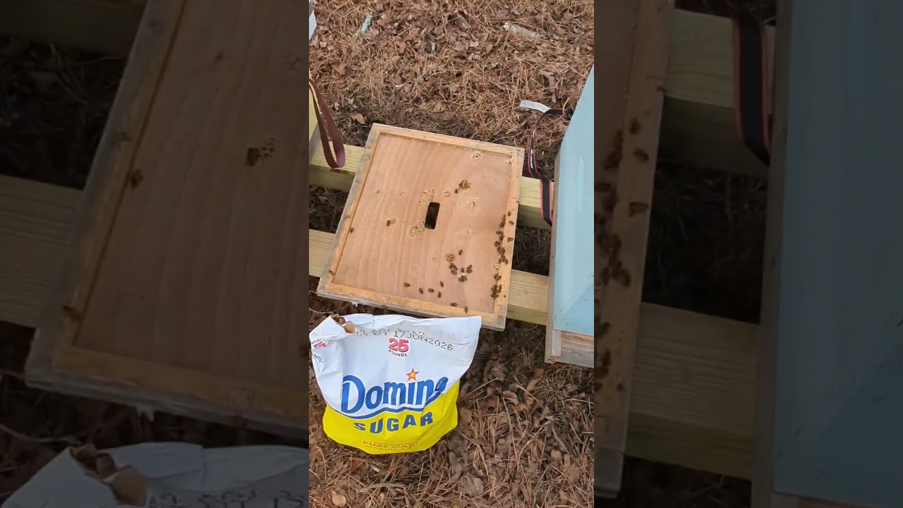 Feeding the bees to wrap up winter 