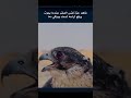 شاهد عزة نفس الصقر اشترك بالقناة لايك