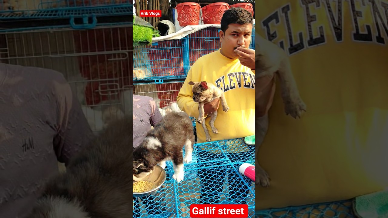 Gallife Street Pet Market | Dog Market kolkata | rabbit market in India