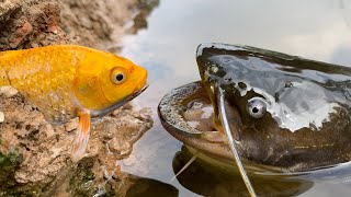 Stop Motion ASMR - Freshwater eel Will it Flush? Under Deep Mud Primitive Cooking Cuckoo