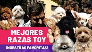 10 Razas de PERROS PEQUEÑOS y Cariñosos que NO CRECEN