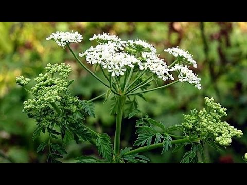 Как выглядит трава болиголов фото и где растет