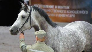ТРАКЕН, тракененская лошадь - порода для спорта: конкур, выездка, троеборье. #ИППОсфера 2019 ТРАКЕН, тракененская лошадь - порода для спорта: конкур, выездка, троеборье. #ИППОсфера 2019