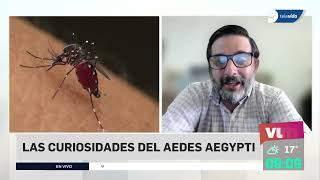 ¿Cómo reconocer el mosquito del dengue?