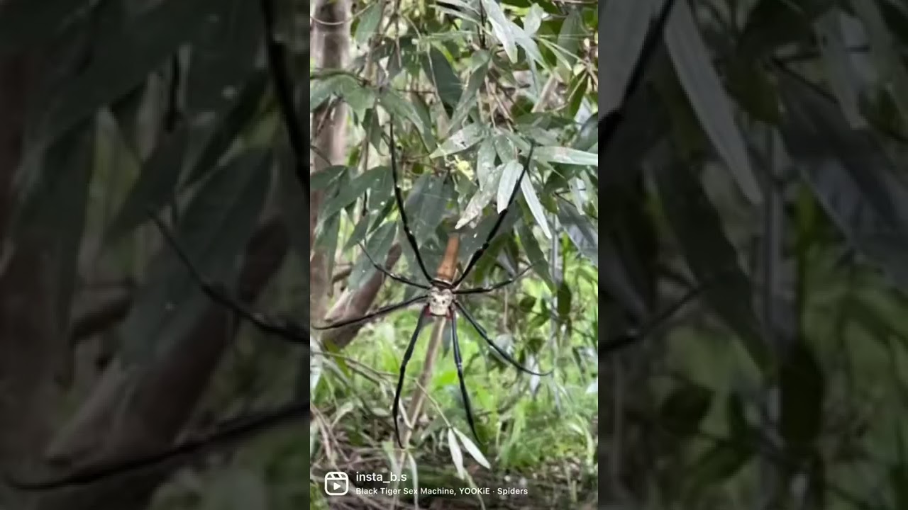 #spider