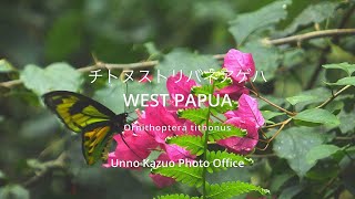 チトヌストリバネアゲハの飛翔 - YouTube