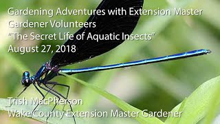 "The Secret Life of Aquatic Insects"