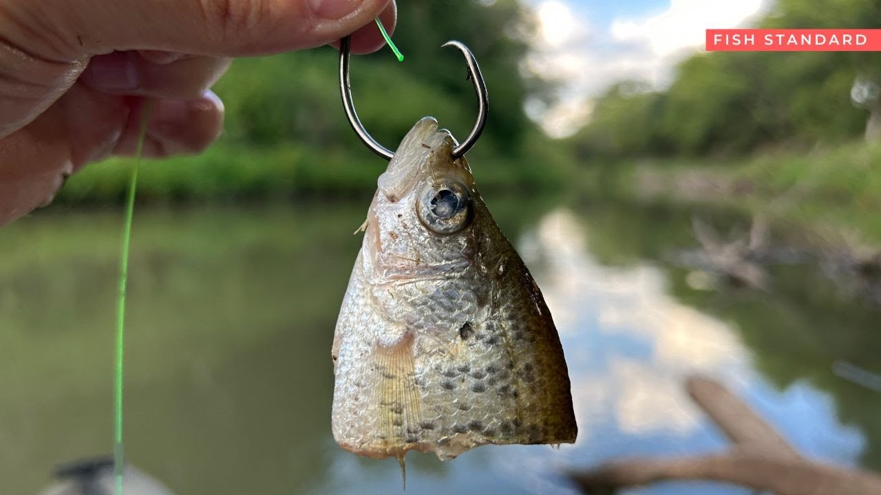 Catfishing with CutBait Scratching Out a Bite YouTube