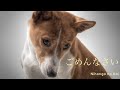 Japanese Visual Flashcard ごめんなさい [#japanese for beginners]