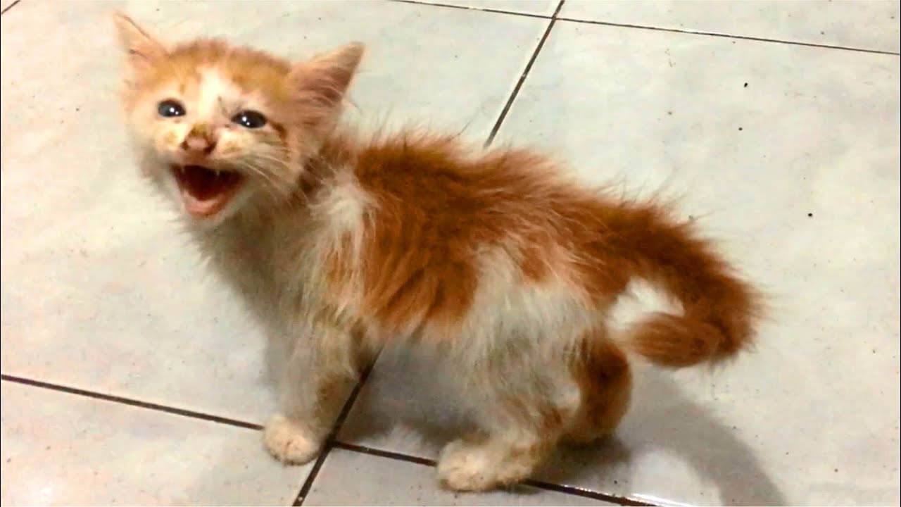 Kitten Meowing Loud Kitten Hiding From Cat In The Bag Cats Meowing