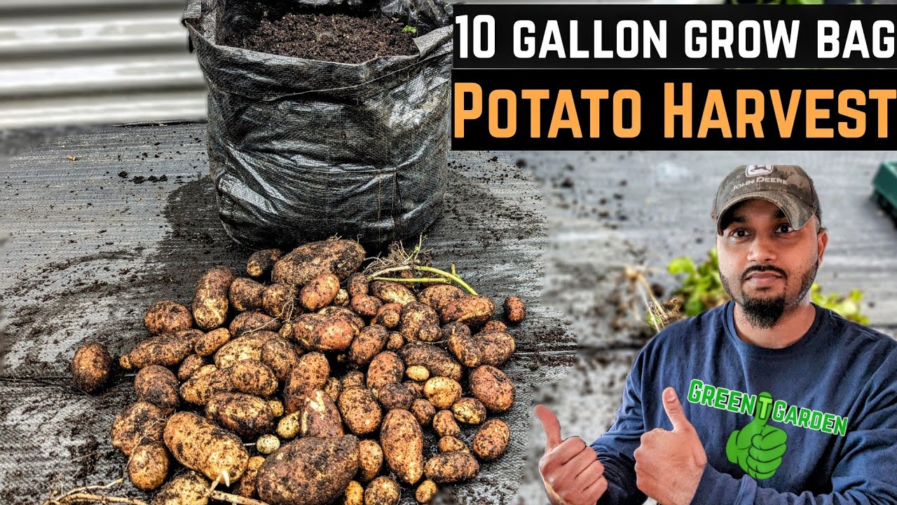 Сбор картофеля из мешка для выращивания! #картофель #садоводство #огород