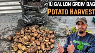 Harvesting Potatoes From a grow bag ! #potato #gardening #garden