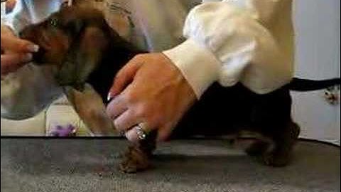 6 week old Dachshund Puppy learning to stack on table
