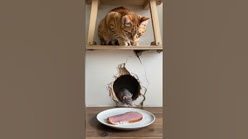 The cat’s trap team went way too far for a slice of meat .#gattinotrap #mewmew #gaticurioso