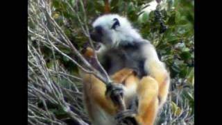 Diademed Sifaka & Indri Babies, Month 3, Maromizaha Here is a montage of the diademed sifaka and indri babies I am studying at Maromizaha Forest, in the eastern rainforest of Madagascar.  The little ones on this videos are all between 2 and 3 months old.  Enjoy!