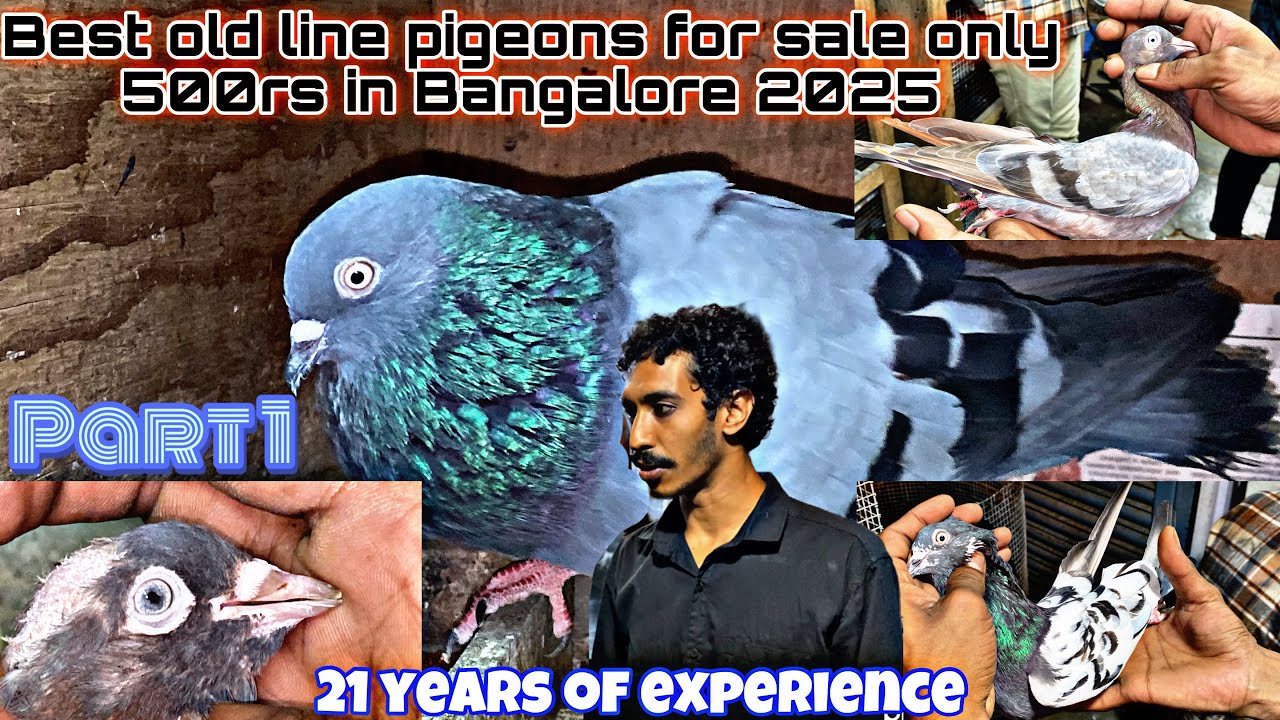 Best old line pigeon starting 500rs ❤️‍🔥for sale in Bangalore 2025👉98861 80207‬