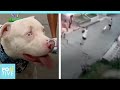 Doggy risks his life to keep his family from being robbed | Positive