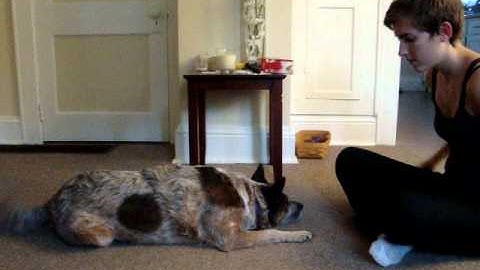 Clicker Training: Rest (Stimulus Control Work)