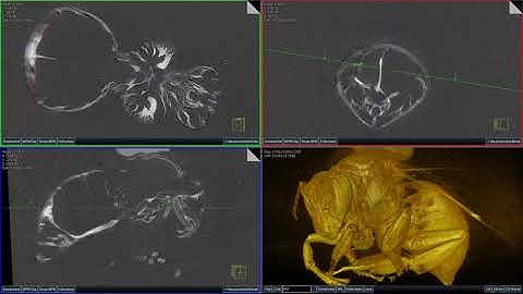 Video of a CBCT reconstruction of humble-bee