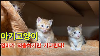 아기고양이들 엄마가 외출하기만 기다리는 이유! #쿠쿠 #룰루랄라