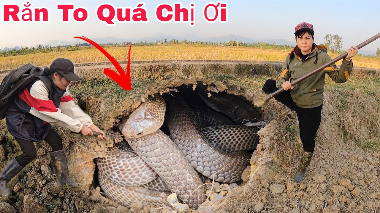 Отважная девушка поймала гигантскую королевскую кобру в полевых условиях.