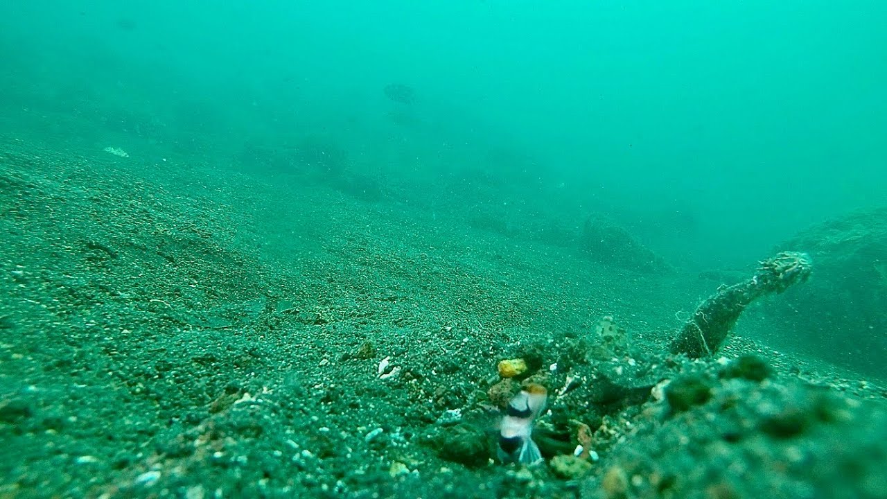 2023年5月 | 稲積水中鍾乳洞・宮崎ダイビング サービスステーション