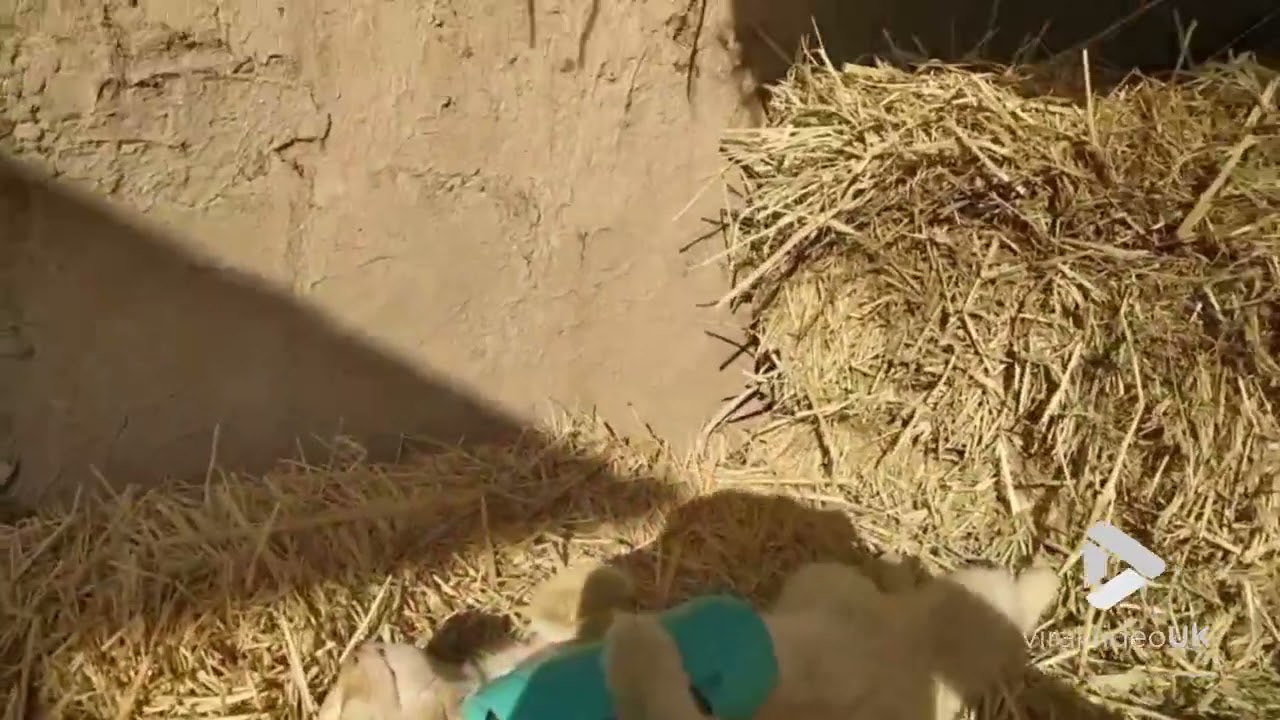 Cat sleeping with blue tooth speaker || Viral Video UK