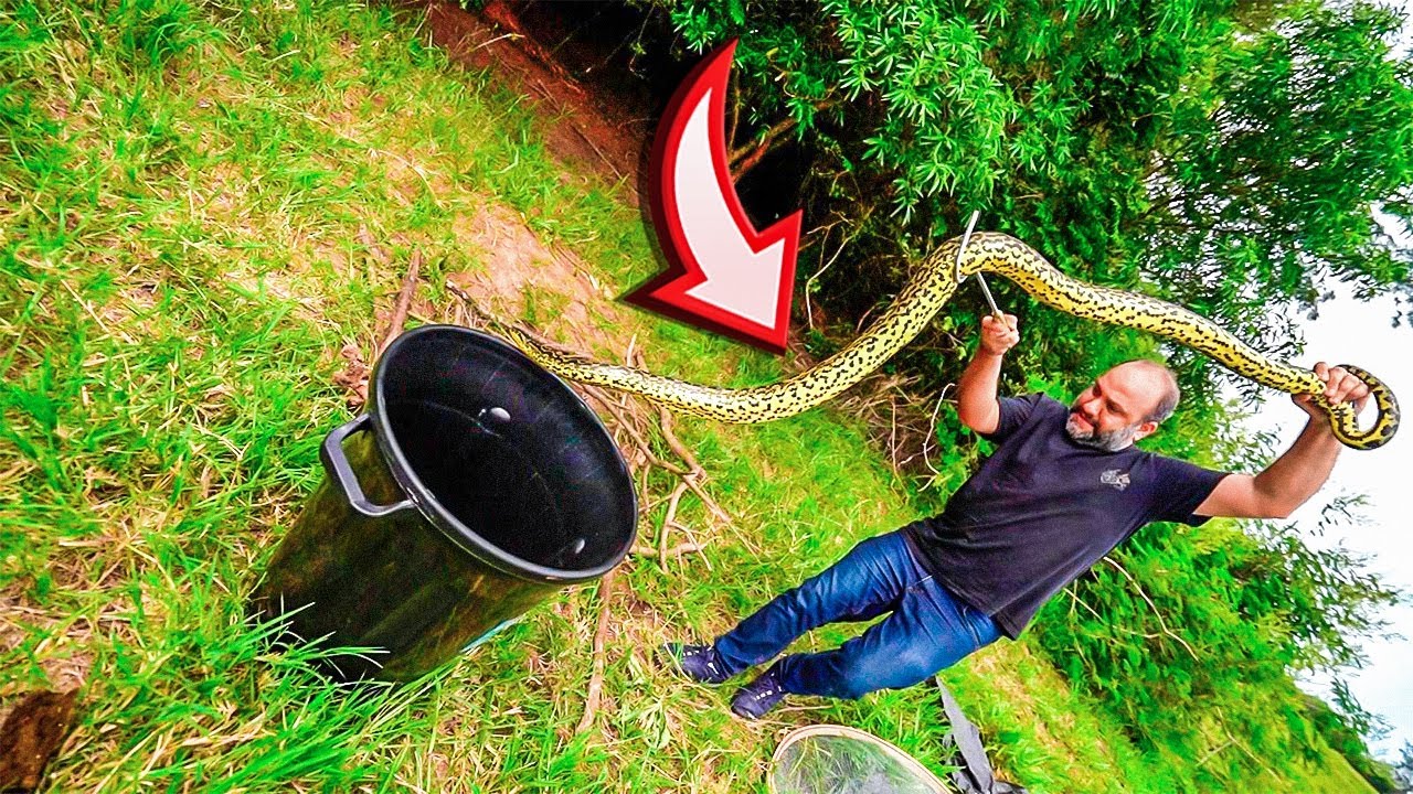 S.O.S🚨 CAPTUREI A SUCURI GIGANTE NA ARMADILHA NA FLORESTA DA FAZENDA! *é o fim da anaconda*