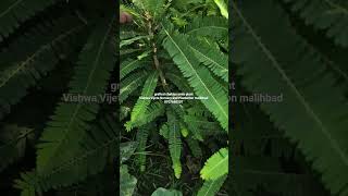 #Shorts #YouTubeShorts #PlantNursery #FruitPlants #Gardening #MangoPlant #nusery #plants