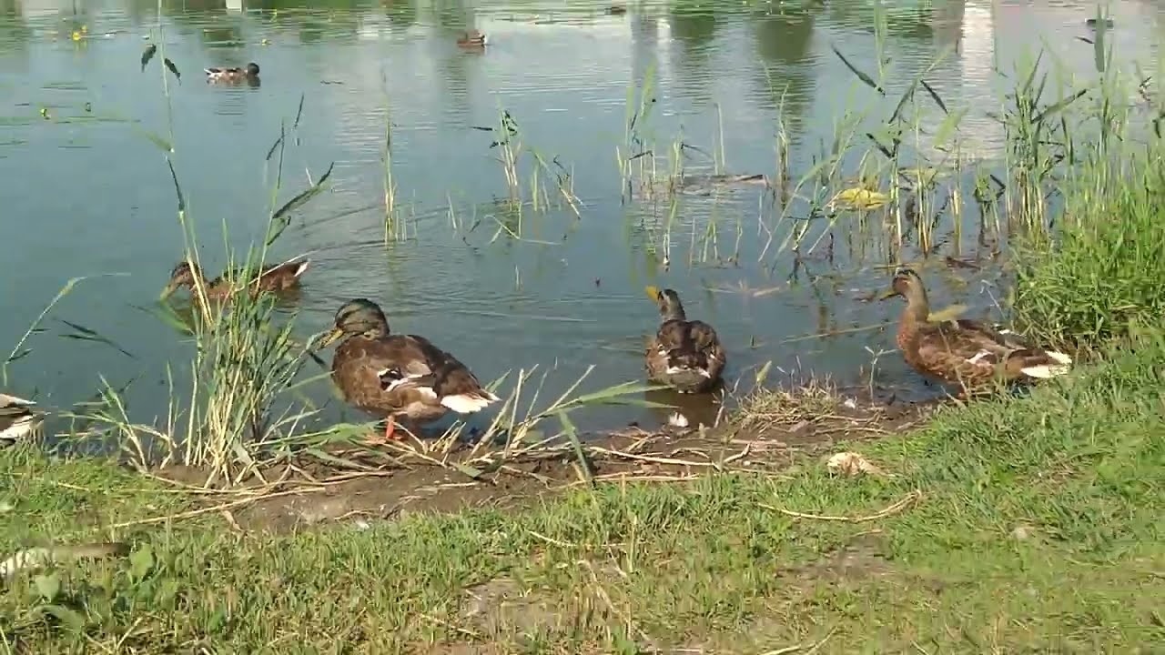The elites don't want you to know this but the ducks at the park are free