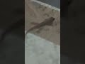 chipakali aayi diwar par #shortsfeed #chipkali #lizards #pal #reptiles #reptile #insects
