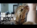 【検証】TikTokで話題の猫が絶対に寄って来る音を聞かせたら猫に襲われたｗｗｗ 【ベンガルロケット】