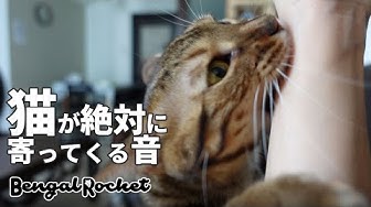 猫が寄ってくる音 Youtube 猫が寄ってくる音 Youtube