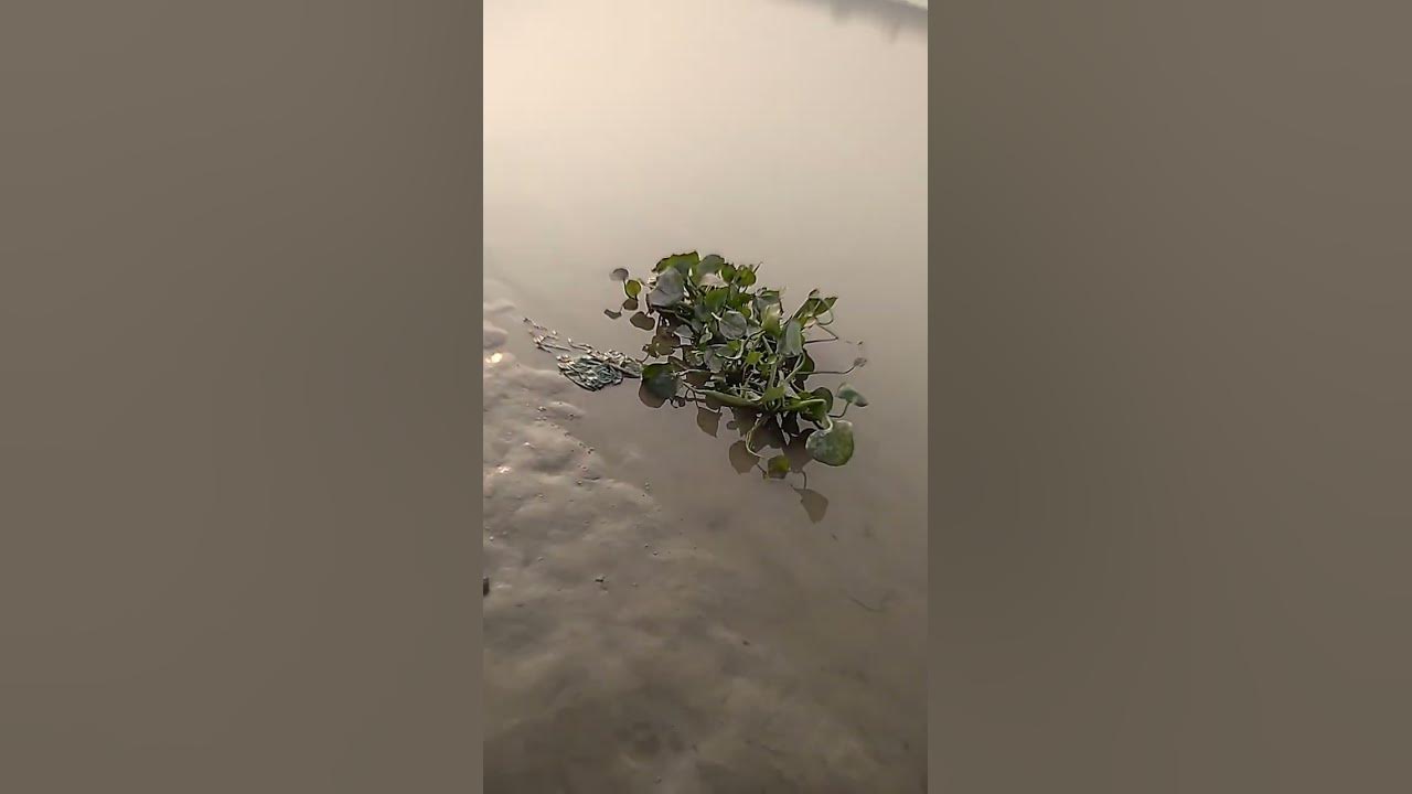 Water Hyacinth Terror Of Bengal An Invasive Aquatic Weed neet water-hyacinth-terror-of-bengal-an-invasive-aquatic-weed-neet
