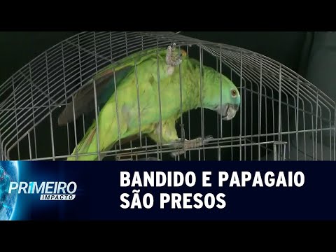 Vídeo: Eles Prendem Um Papagaio Que Alertou O Narcótico Quando A Polícia Chegou