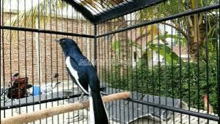 KACER GACOR volume keras bikin lawan cepat emosi dan buka ekor