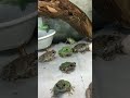空から虫が降ってきた！テンション爆上げカエル/Insects have fallen from the sky! Rejoicing frogs