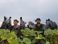 Открытие охоты по пернатой 2018, мы на вяхиря, просто море голубя, pigeon hunting