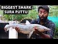 SURA PUTTU at HOME !! சுறா புட்டு | BABY SHARK DO DO DO